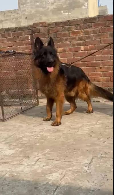 german shepherd stud k liya hai sale k liya nai hai