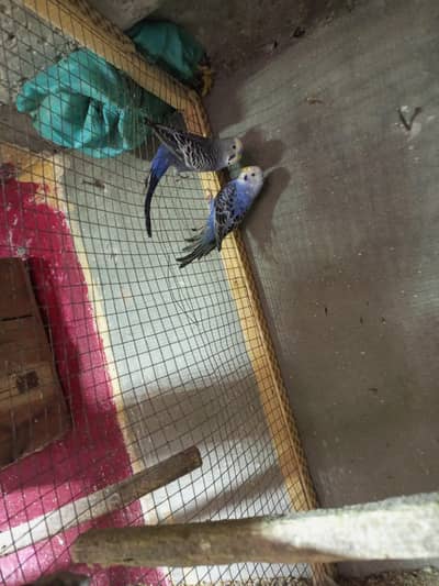 Australian budgies parrot