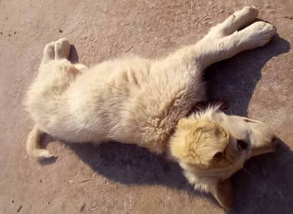 80% similiar to great pyrenees or golden retriever and kuasz