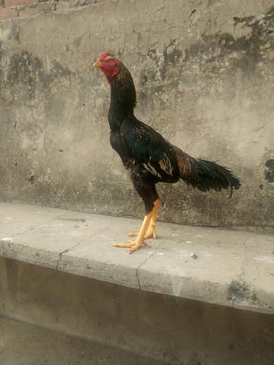 aseel forsale 03147322389