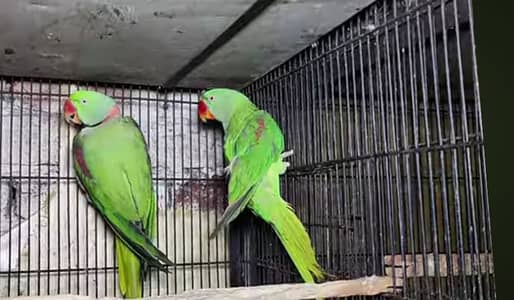 Raw Breedar Pair (03126499978)