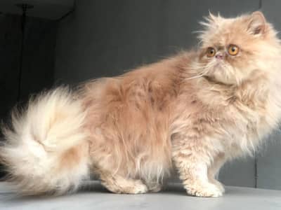 9months old || CFA line || PersianLong Hair || Fluffy || cat