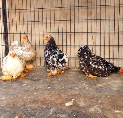Mottled Bantam females