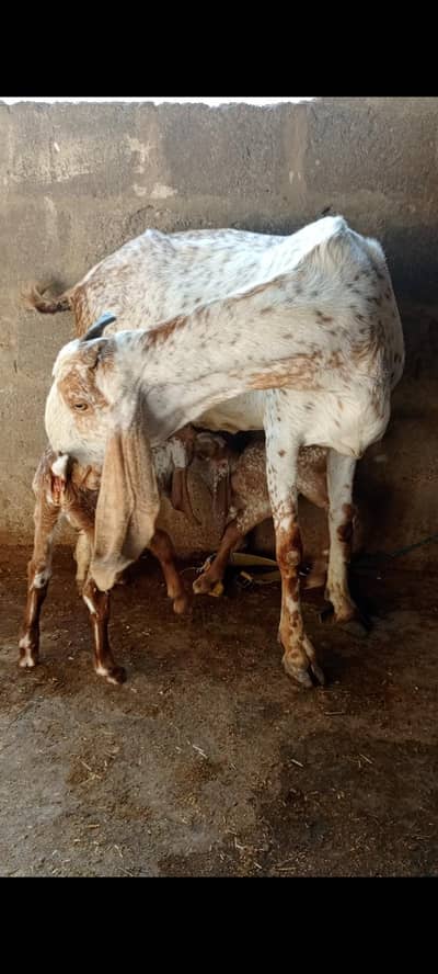 Makha cheeni bakri for sale