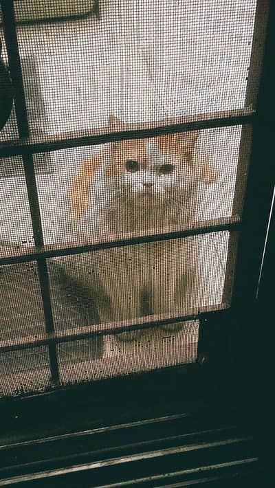 Beautiful Persion Male Cat For Sale