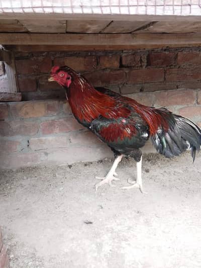 thai cros murga for sale