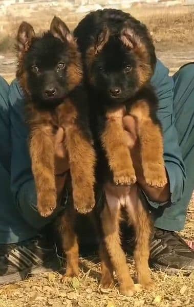 German shepherd long cout pair 3 mahnt for sale active and healthy