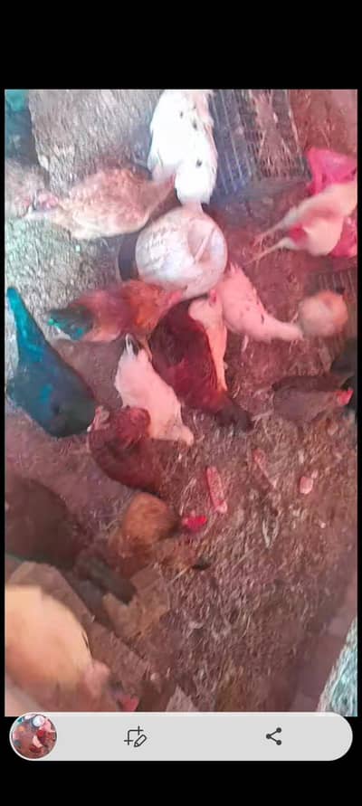 andy wali murgisale karni ha sari  03055744477