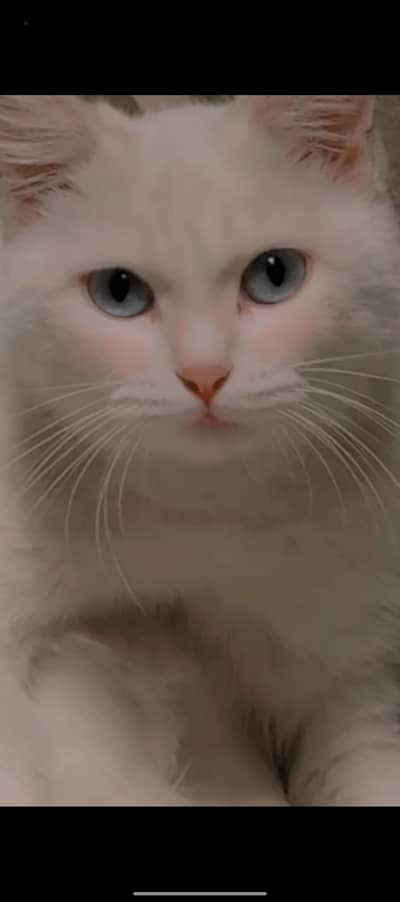 Turkish White cat