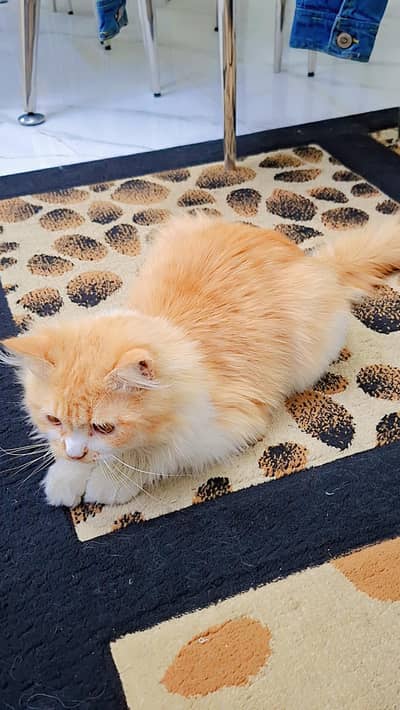 persian cat
