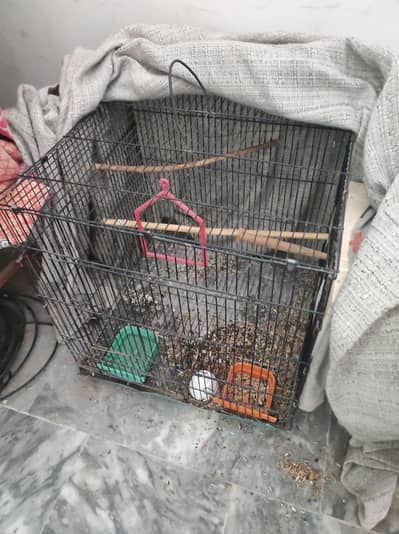 love bird albino b2 pair for sale with box with cage