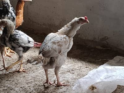 aseel murgha and murghi for sale