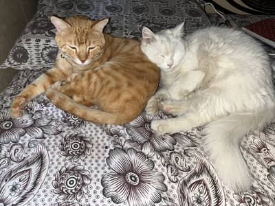 Ginger Male and White Persian Female Pair