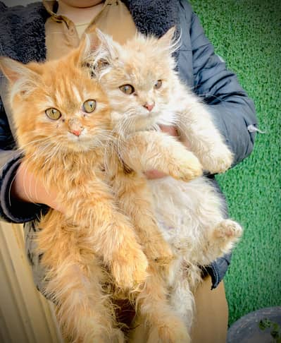 Persian cats