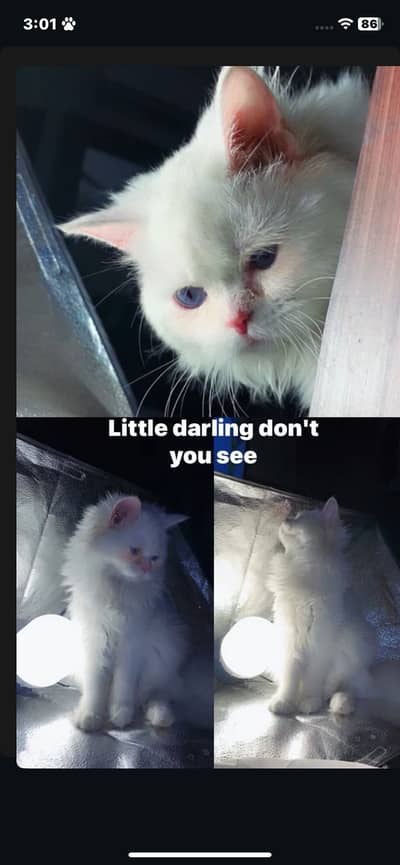 Persian cat blue eyes for sell