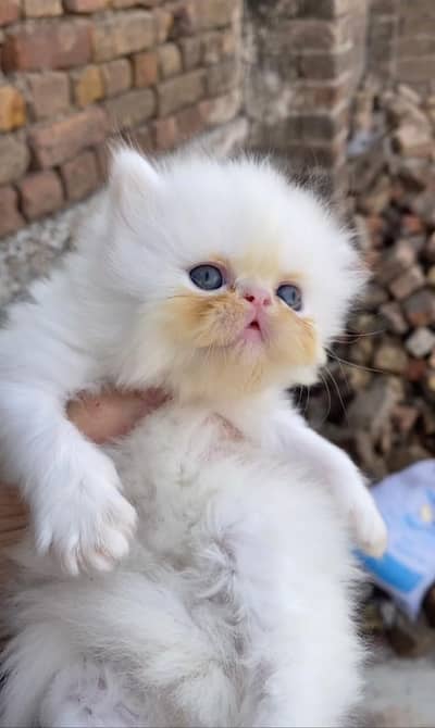 pikki face kitten for sale