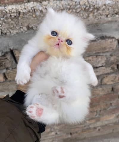 pikki face kitten for sale