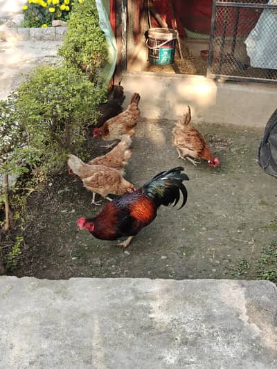 Eggs laying Desi Hens (Lohman Brown and Desi)