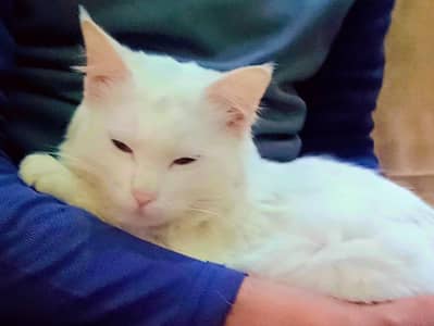 Persian cat Mel panch face white female semi Punch face full train