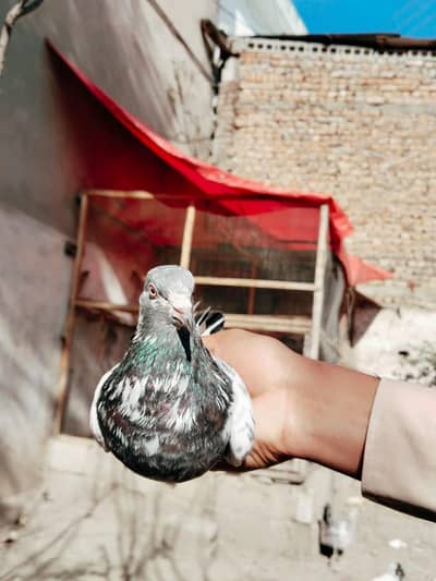 High quality pigeon for sale