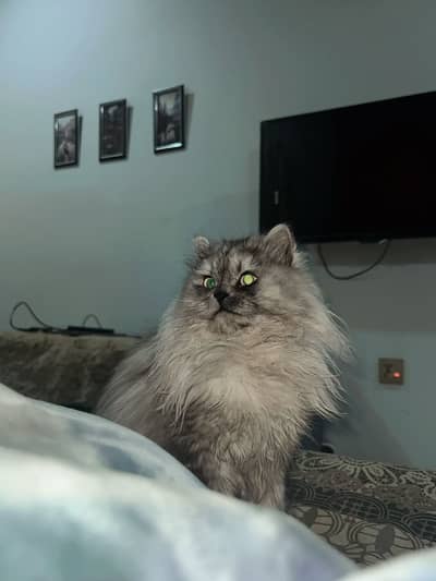 Persian triple coated for sell