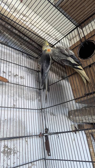 cocktail breeder pair 0331//5532**88*3