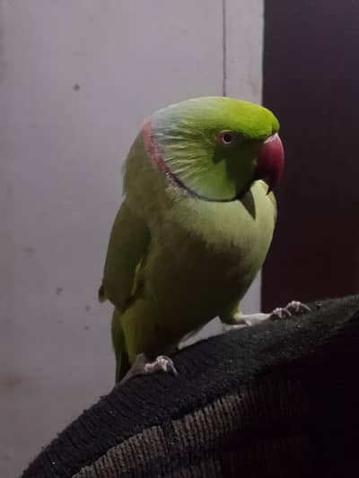 Green Parrot
