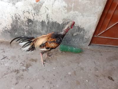 Hen's Murgee or Murgay for sale in Karachi