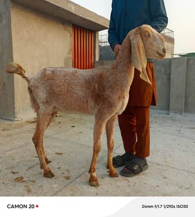 makhi chini goat for sale