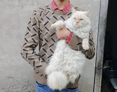 PERSION MALE CAT BLUE EYES