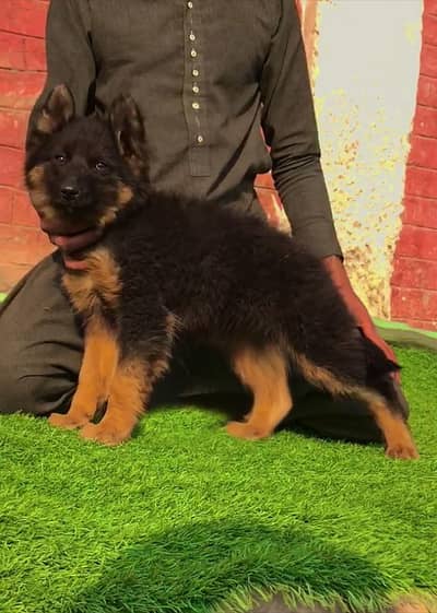 German Shepherd double coat female for sale03192245032
