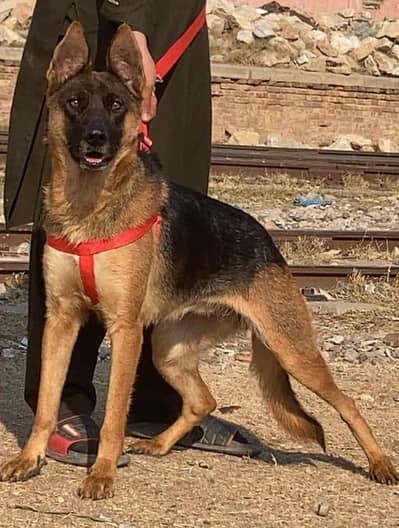 Pure Alsatian bagiyari full security guard female for sale