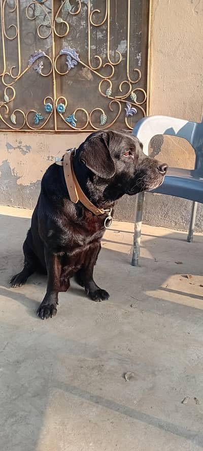 British Labrador female