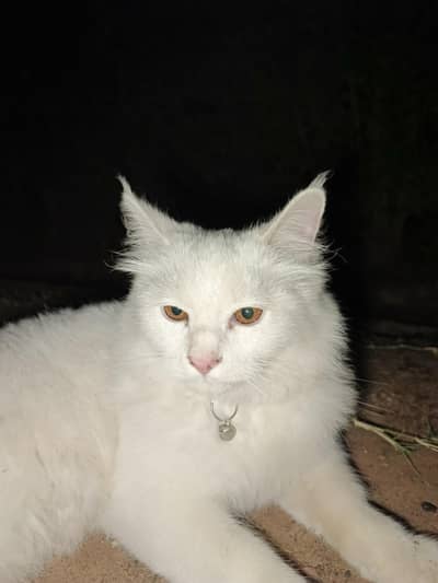 Persian Cat Double Coat for sale