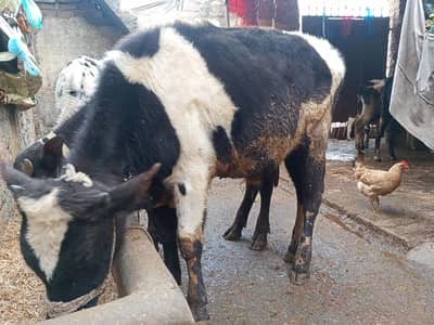 waleti Wacha for sale