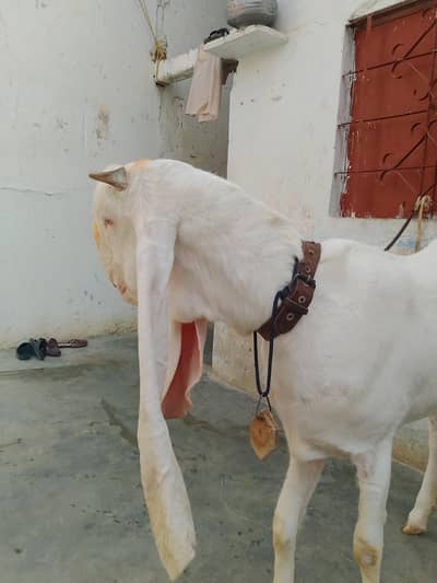 White gualbi bakri 2 dant