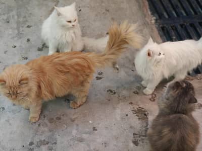 Persian Cats For Sale | Persian Kittens | Male and female Cats