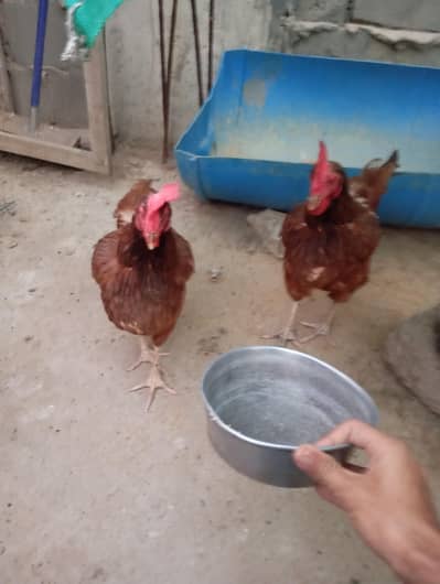 rir fertile eggs hatch service