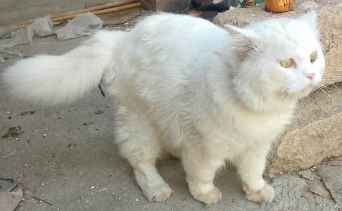 Persian cat