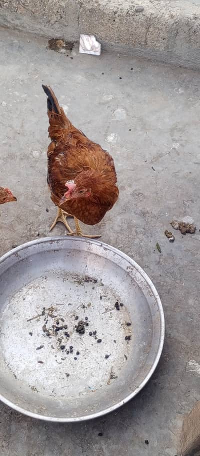 7 morgai ha 2 morga or 5 morgia ha