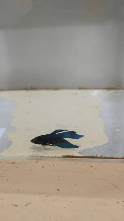 full adult betta fish