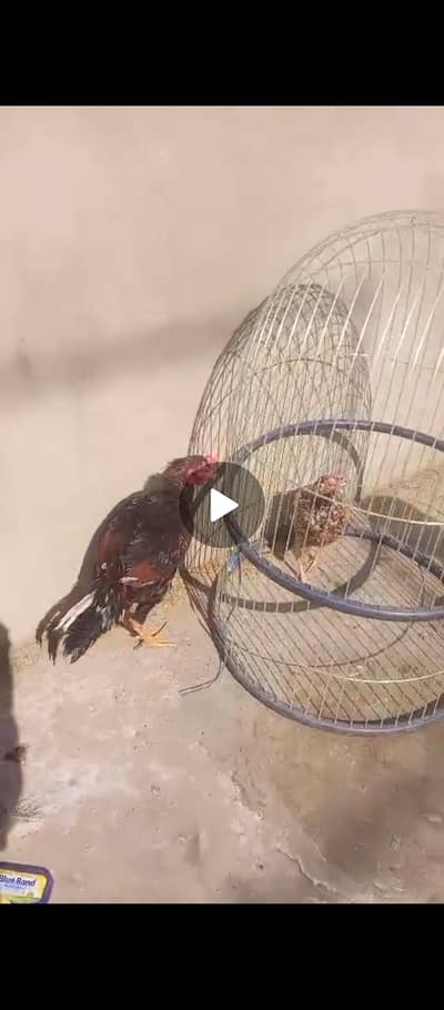 SHAMO CROSS aSEEL MURGA OR ZERO SIZE MURGI PURE ASEELFOR SALE