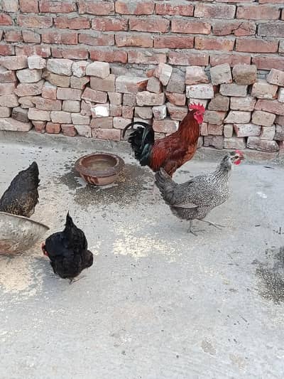 desi murga murgiya o/3/o/5/8o/3/2/8/2/o