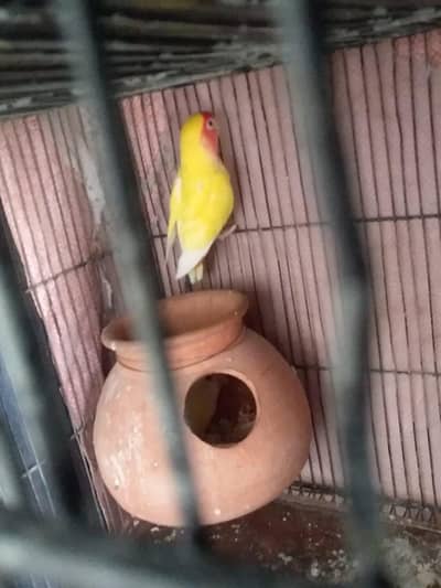 lovebird pair for sale male female confirm