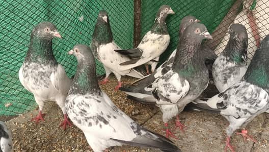 teedy imma din fuzapuri gold