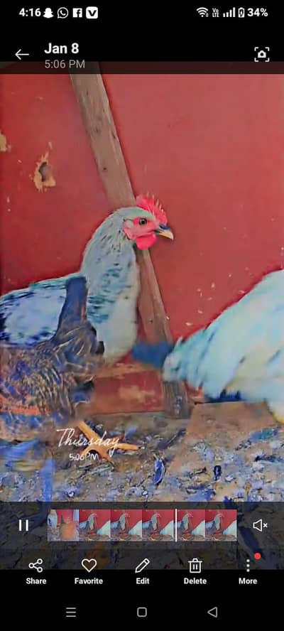 active hens and roosters