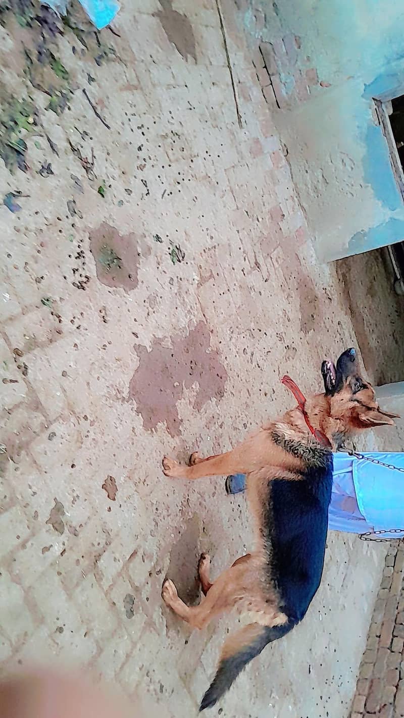 خوبصورت جانور 0