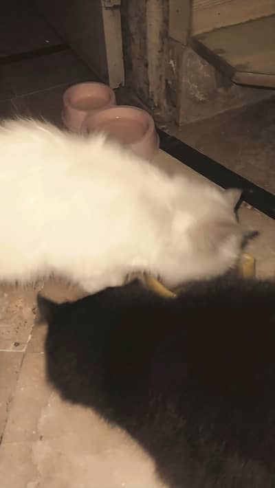 Cute Persian kittens 