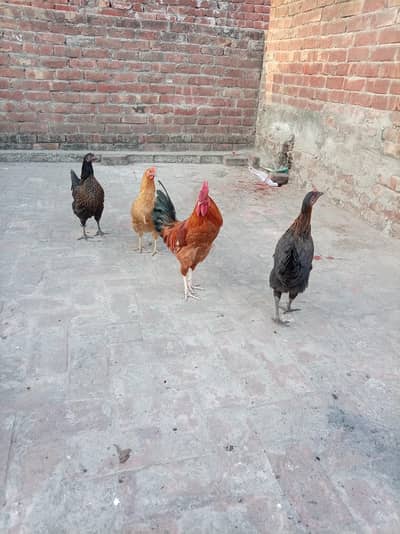 3 Female hens 1 male for sale
