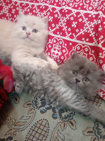 Male and female persian cat 48 days for sale
